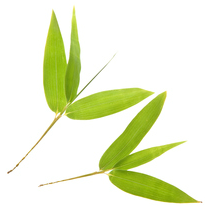 Picture of bamboo leaf
